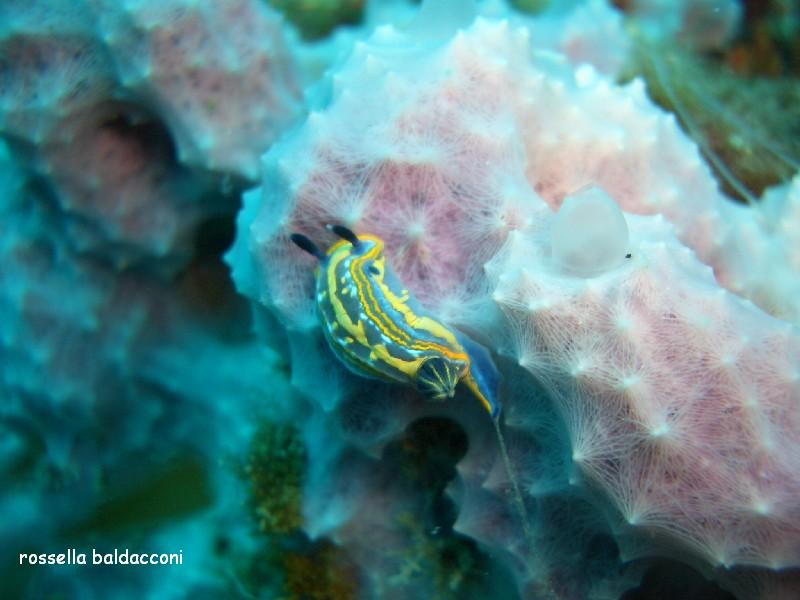 Hypselodoris tricolor